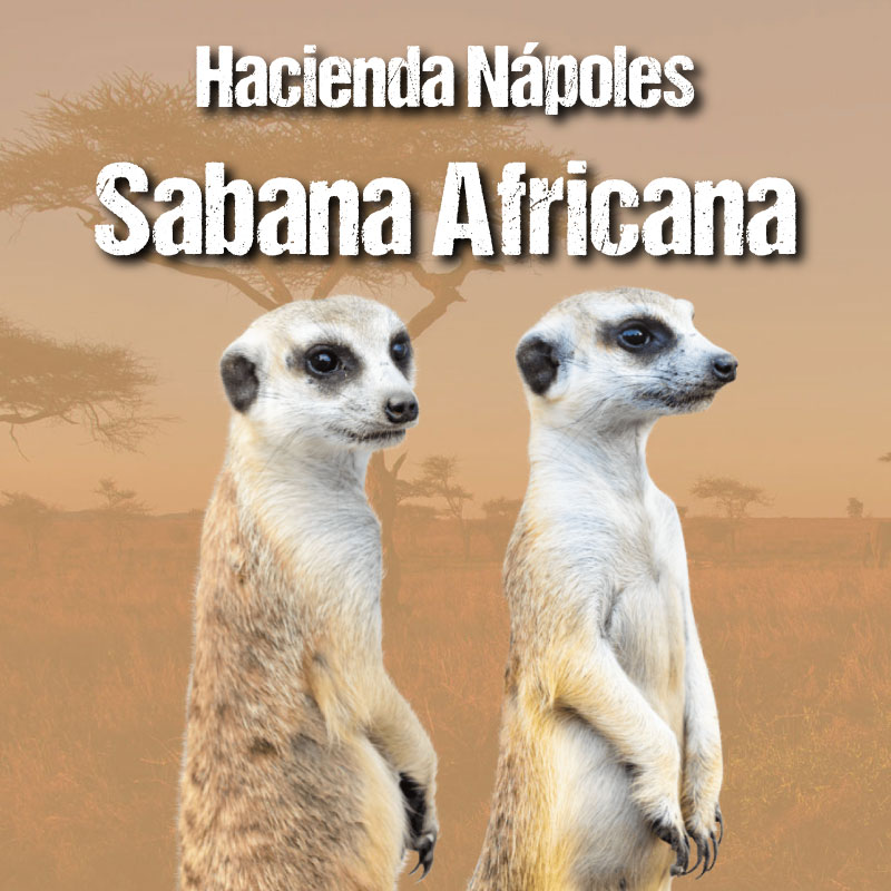 Descubre la Sabana Africana en la Hacienda Nápoles