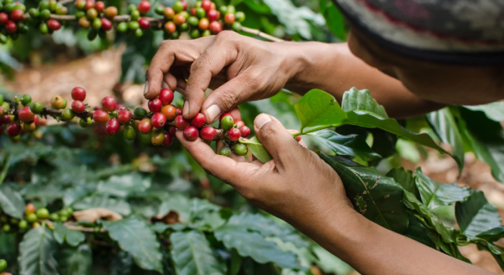 Coffee Tour En Medellín – Experiencia Cafetera Tour Del Café, ¡Empaca tu maleta y vámonos el jueves 6 de julio de 2023!