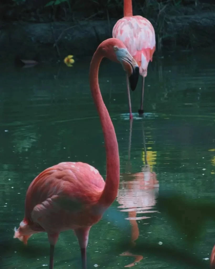 Tour A La Hacienda Nápoles Con Ingreso A La Sabana Africana Museo Y Zonas Húmedas Viaja el jueves 17 de agosto de 2023nbspMedellin Travel by fantasytours Planes turísticos en Santa Fe de Antioquia Medellín Guatapé y Nápoles