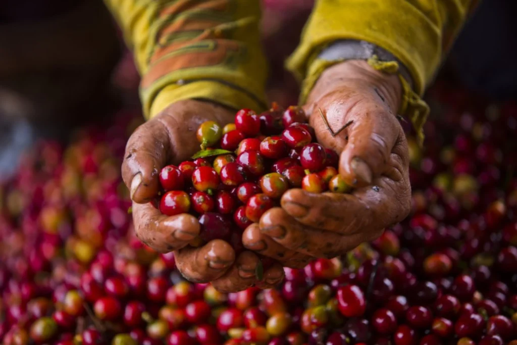 Coffee Tour En Medellín – Experiencia Cafetera Tour Del Café, ¡Listos para viajar el lunes 6 de enero de 2025!